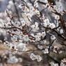 梅花21：満開２（写真句）