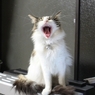 大あくび
