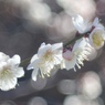 春近し