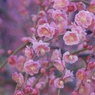 春のつぶやき