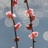 春陽