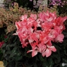 花の展覧会30