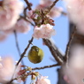 春物語ーⅢ