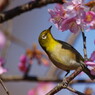 野鳥を探して　メジロ