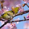 野鳥を探して　メジロ　Ⅱ