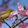 野鳥を探して　メジロ　Ⅲ