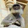 塔門の聖なる猿～インド Hanuman langur at Gopuram