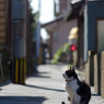 路地裏のネコさん（2）