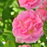 pink rose!