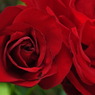 red rose