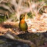 相思鳥　P3036210