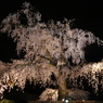祇園の桜