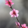 梅_谷保天神_13