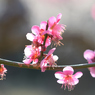 梅_谷保天神_14