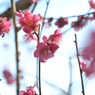 梅_谷保天神_16