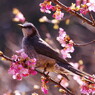 野鳥を探して　ヒヨドリ