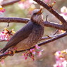 野鳥を探して　ヒヨドリ　Ⅱ