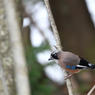 jay