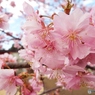河津桜2