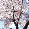 河津桜8