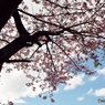 河津桜9