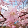 河津桜10