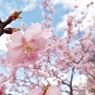 河津桜11