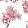 河津桜12