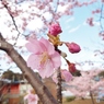 河津桜13