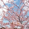 河津桜14