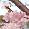 河津桜15