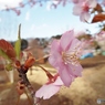 河津桜16