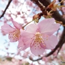 河津桜17