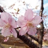 河津桜18