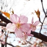 河津桜19
