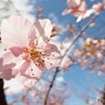 河津桜20