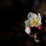 日を受けてほのかに香る梅の花