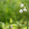 お花の外灯