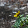 HELIOS-44-2 58mm F2