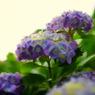2010紫陽花②