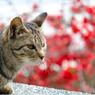知っているのに知らんふり～