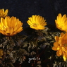 春が来た！：福寿草４（写真句）