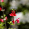 庭の花々