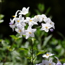 庭の花々
