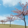 丘の上の桜