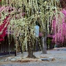 結城神社しだれ梅　Ⅲ