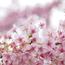 花總