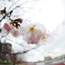 魚眼桜