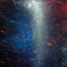 Sardine's meteor shower 03