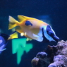 Aquarium
